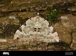 Attēlu rezultāti vaicājumam “Colostygia pectinataria male”