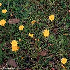 Attēlu rezultāti vaicājumam “Leontodon autumnalis”