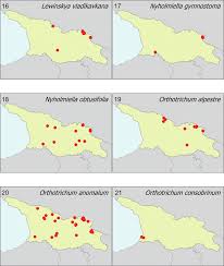 Attēlu rezultāti vaicājumam “Orthotrichum, Nyholmiella”