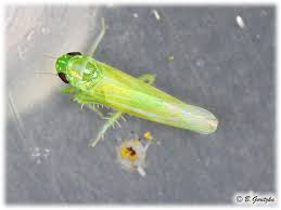 Attēlu rezultāti vaicājumam “Empoasca sp.”