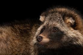 Attēlu rezultāti vaicājumam “Nyctereutes procyonoides”