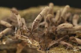 Attēlu rezultāti vaicājumam “Stemonitopsis typhina spores”