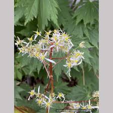 Attēlu rezultāti vaicājumam “Saxifraga cymbalaria fruit”