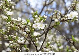 Attēlu rezultāti vaicājumam “Prunus cerasifera var. divaricata”