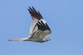 Attēlu rezultāti vaicājumam “Circus pygargus adult”