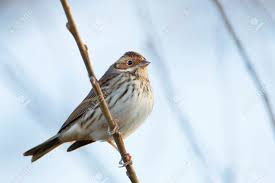 Image result for Emberiza pusilla