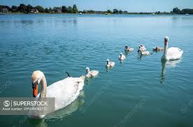 Image result for Sussex Swans