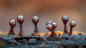 Attēlu rezultāti vaicājumam “Physarum diderma macro”