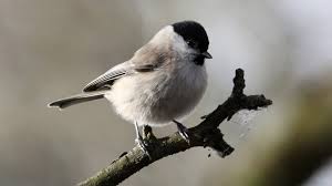 Image result for Poecile palustris