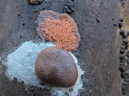 Attēlu rezultāti vaicājumam “Didymium tussilaginis sessile”