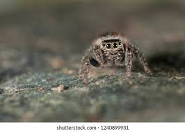 Attēlu rezultāti vaicājumam “Evarcha falcata female”