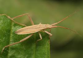 Attēlu rezultāti vaicājumam “Dienerella elongata”