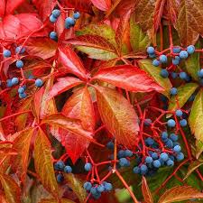 Attēlu rezultāti vaicājumam “Parthenocissus quinquefolia fruit”