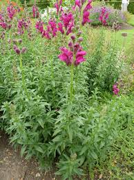 Image result for Antirrhinum majus maximum