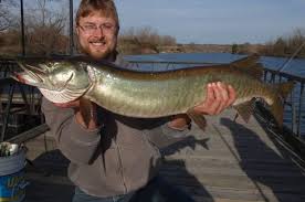 Image result for Esox masquinongy