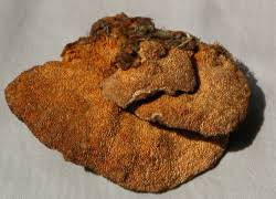 Attēlu rezultāti vaicājumam “Pycnoporellus fulgens”