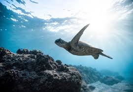 Image result for Caretta caretta