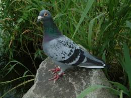 Attēlu rezultāti vaicājumam “Columba livia f. domestica adult”