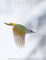 Attēlu rezultāti vaicājumam “Picus canus female”