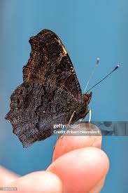 Attēlu rezultāti vaicājumam “Inachis io”