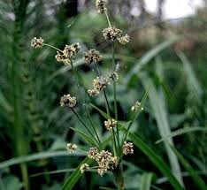 Attēlu rezultāti vaicājumam “Bolboschoenus maritimus flower”