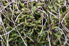 Attēlu rezultāti vaicājumam “Paludella squarrosa”