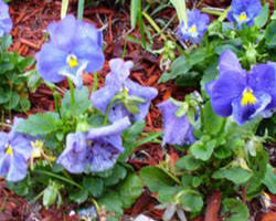 Image result for Viola x wittrockiana `Hiemalis`