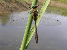 Attēlu rezultāti vaicājumam “Cordulia aenea”