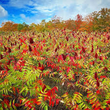 Attēlu rezultāti vaicājumam “Rhus typhina flower”