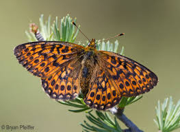 Attēlu rezultāti vaicājumam “Boloria eunomia”