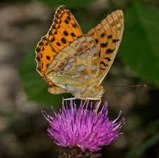 Attēlu rezultāti vaicājumam “Argynnis adippe male”