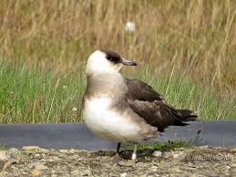 Attēlu rezultāti vaicājumam “Stercorarius parasiticus adult”