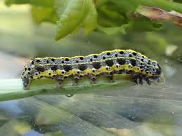 Attēlu rezultāti vaicājumam “Orthosia miniosa”