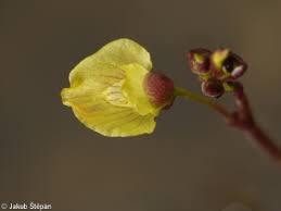 Attēlu rezultāti vaicājumam “Utricularia minor bud”