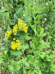 Attēlu rezultāti vaicājumam “Berberis vulgaris”