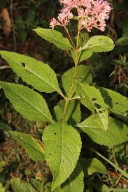 Attēlu rezultāti vaicājumam “Cnidium dubium leaf”
