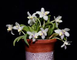 Attēlu rezultāti vaicājumam “Petractis sp.”