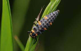 Attēlu rezultāti vaicājumam “Coccinella septempunctata larva”