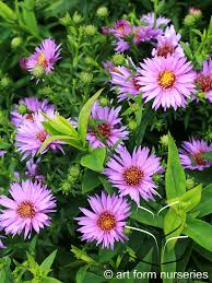Image result for Aster novi-belgii