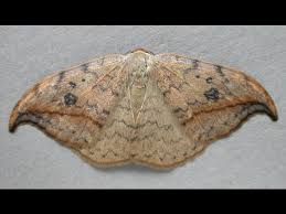 Attēlu rezultāti vaicājumam “Drepana falcataria”