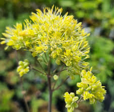 Attēlu rezultāti vaicājumam “Thalictrum flavum flower”