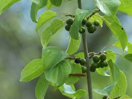 Attēlu rezultāti vaicājumam “Rhamnus cathartica fruit”