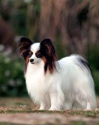 Image result for papillon