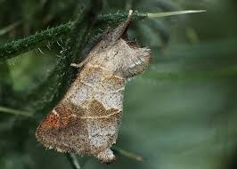 Attēlu rezultāti vaicājumam “Clostera pigra”