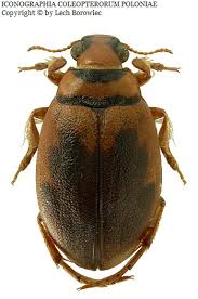 Attēlu rezultāti vaicājumam “Hydrachna”