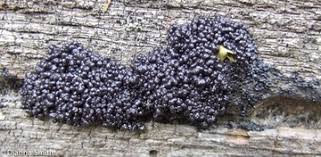 Attēlu rezultāti vaicājumam “Lindbladia tubulina spores”