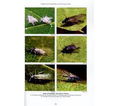 Attēlu rezultāti vaicājumam “Thecabius affinis”