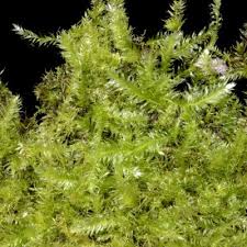 Attēlu rezultāti vaicājumam “Pseudotaxiphyllum elegans”