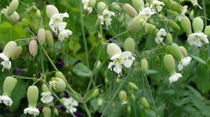 Attēlu rezultāti vaicājumam “Silene vulgaris leaf”