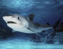 Image result for Carcharhinus acronotus
